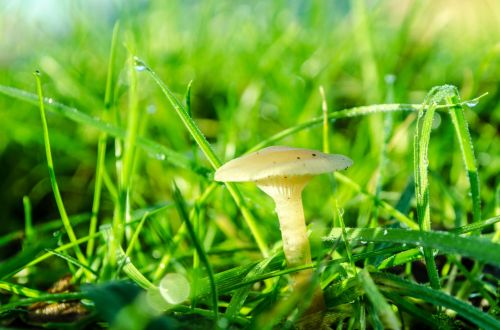 Mushrooms In The Grass