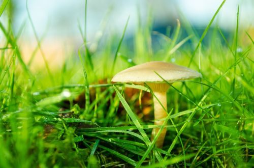 Mushrooms In The Grass