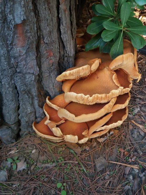 mushrooms nature brown fungi wood