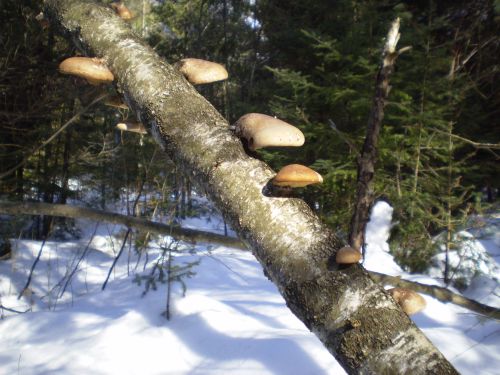 Mushrooms On A Branch