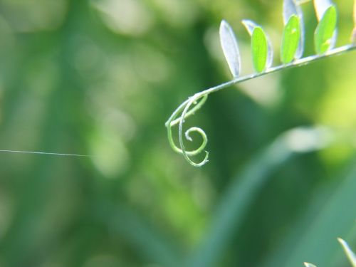 music flowers nature