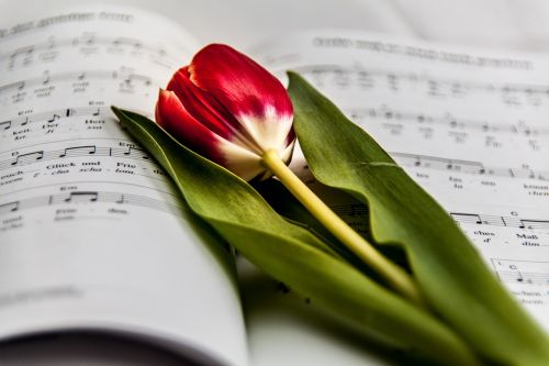 music issue tulip