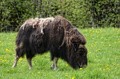 muskox animal wildlife