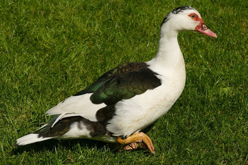 muskuseend  duck  bird