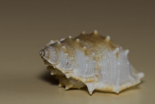 Seashell