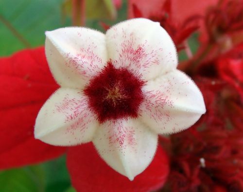 mussaenda red stamen