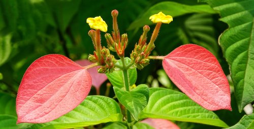 mussaenda-vermelha  red flag bush  yellow