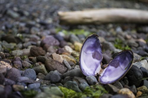 mussel ocean pacific