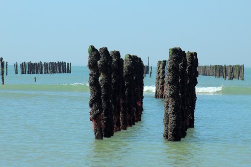 mussel  mussels  sea