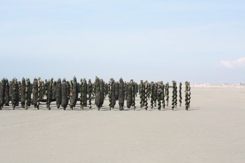 mussel sea beach