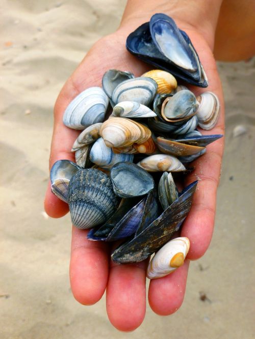 mussel shells hand handful of