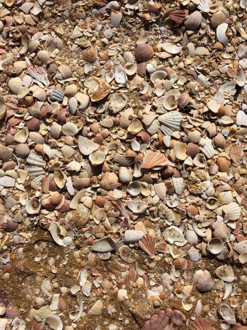 mussels beach mussel shells