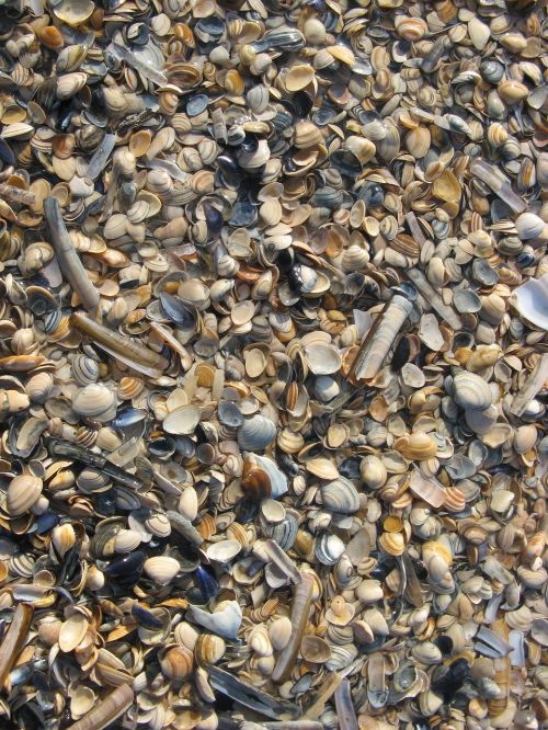mussels beach sand