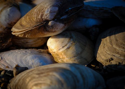 mussels shells river