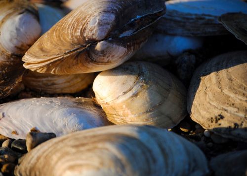 mussels shells shellfish