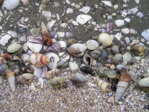 mussels new zealand south island