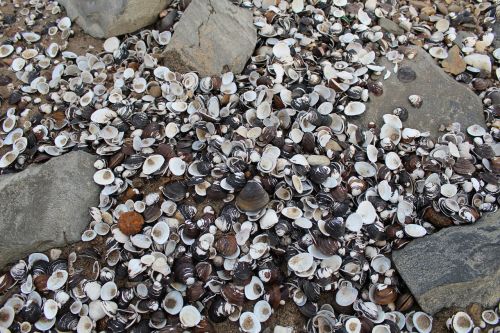 mussels stones beach