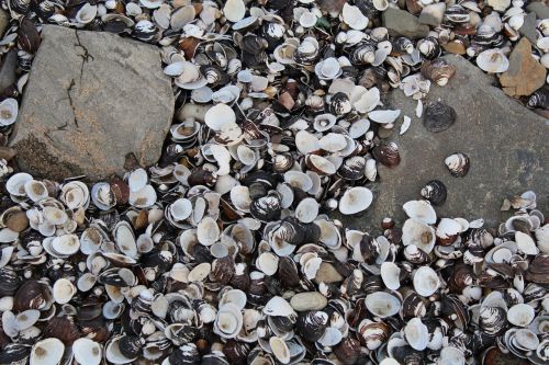 mussels stone beach