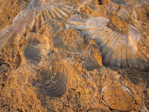petrification fossilized mussels