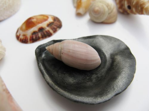 mussels marine gastropods meeresbewohner