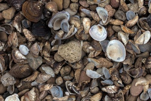 mussels bank rhine river