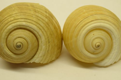 mussels close snail shells