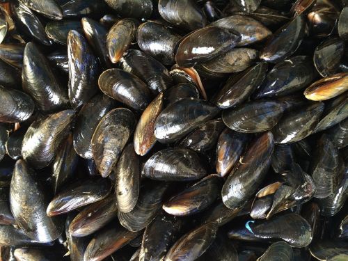 mussels shellfish black