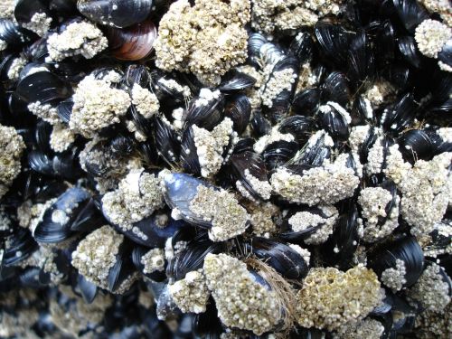 mussels low tide barnacles