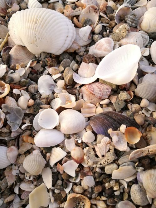 mussels beach sea