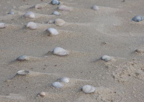 mussels sand windspiel