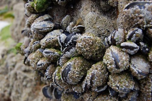 mussels ebb sea grass