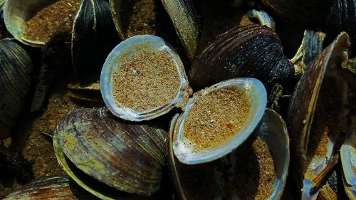 mussels shell beach