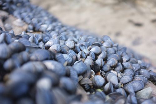 mussels shells beach