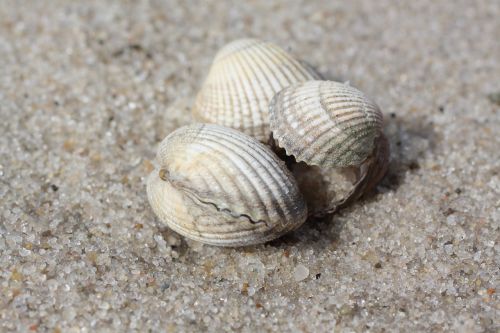 mussels beach sand