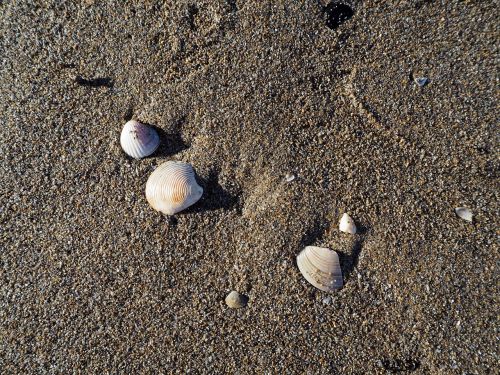 mussels sea beach