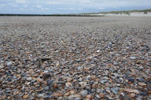 mussels beach stones