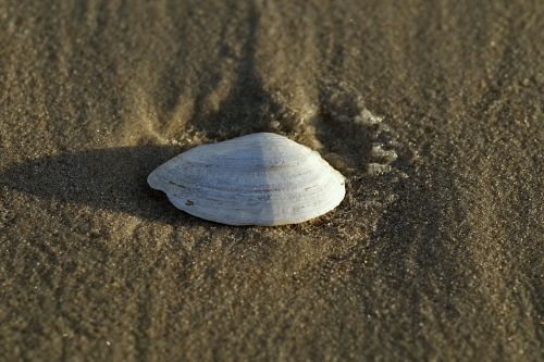 mussels seashell white