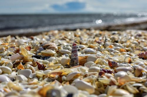 mussels horizon sea