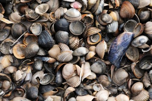 mussels sea north sea