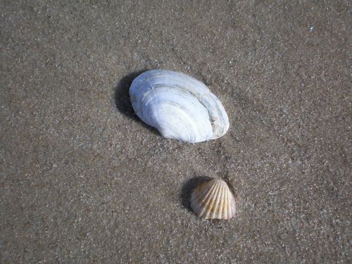 mussels baltic sea sea animals