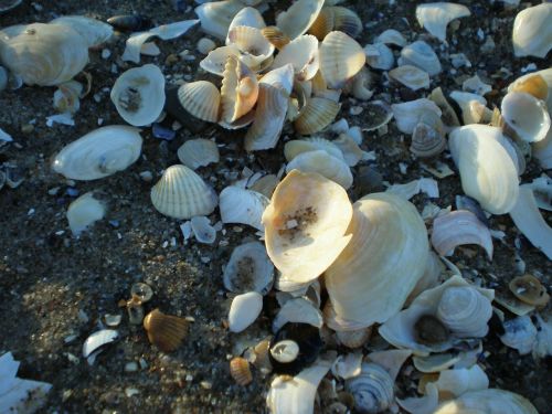 mussels back light baltic sea