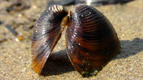 mussels sea freight flotsam