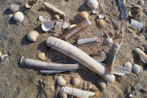 mussels  beach  sand