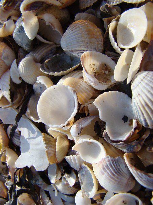 mussels  beach  sand