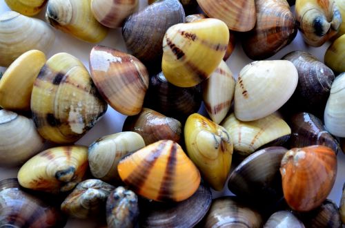 mussels shells sea life