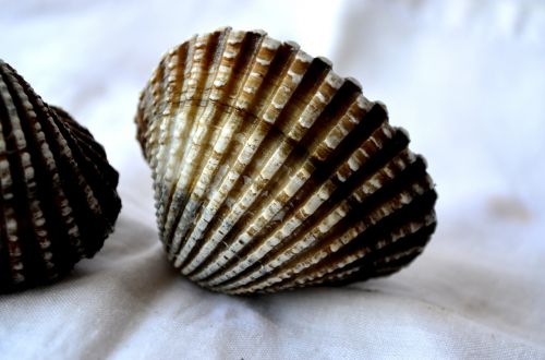 mussels shells sea life