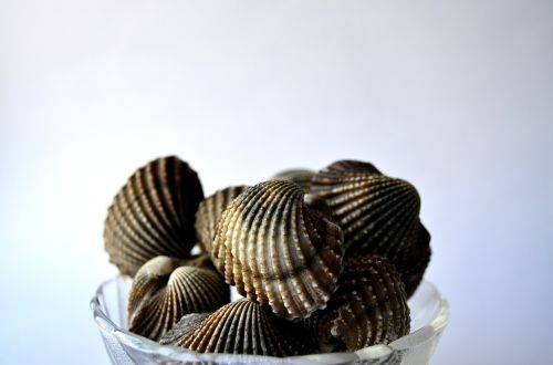 mussels shells sea life