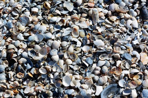 mussels  baltic sea  beach
