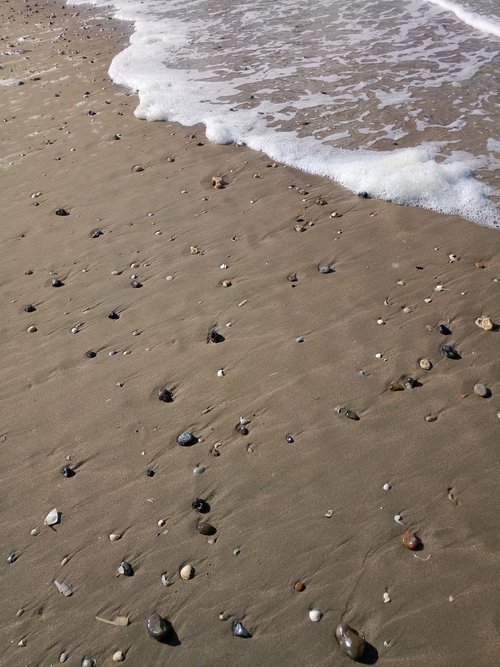 mussels  beach  shell