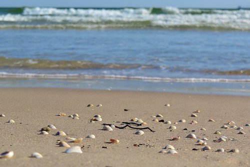 mussels  beach  sand